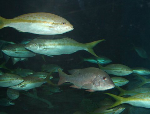 Fish Photo of fish