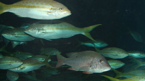 Photo of fish