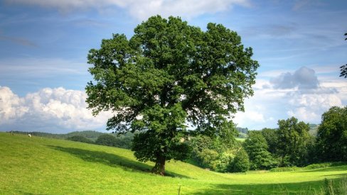 Photo of a tree in a field